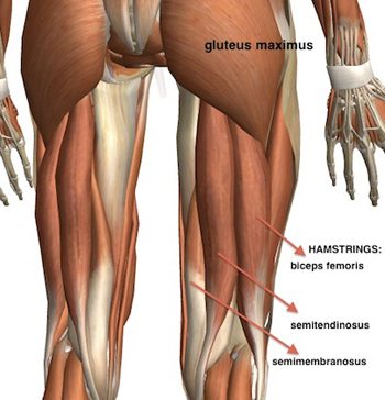 Hamstring Hockey