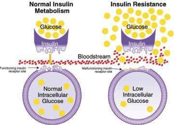 glucose-insulin-sensitivity