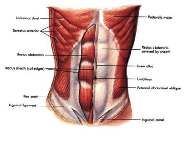 anterior-outer-core