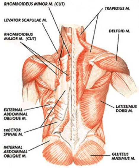 posterior-outer-core