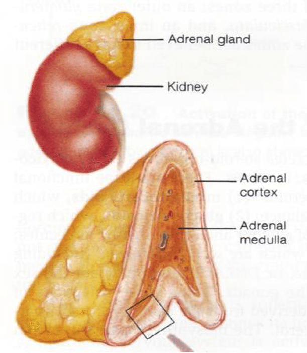 adrenal-anatomy